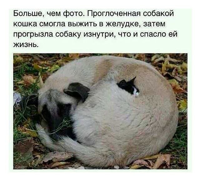 Завалялось тут случайно немного забавных картинок