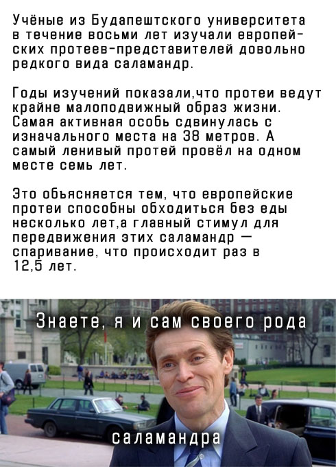 Пятниццо-баяниццо