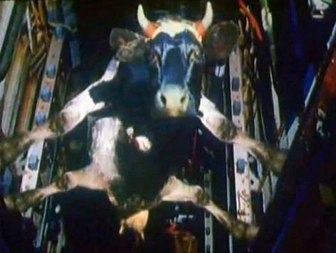 Восемь сотрудников авиакомпании понадобилось, чтобы помочь американской бодипозитив-активистке подняться на борт самолёта