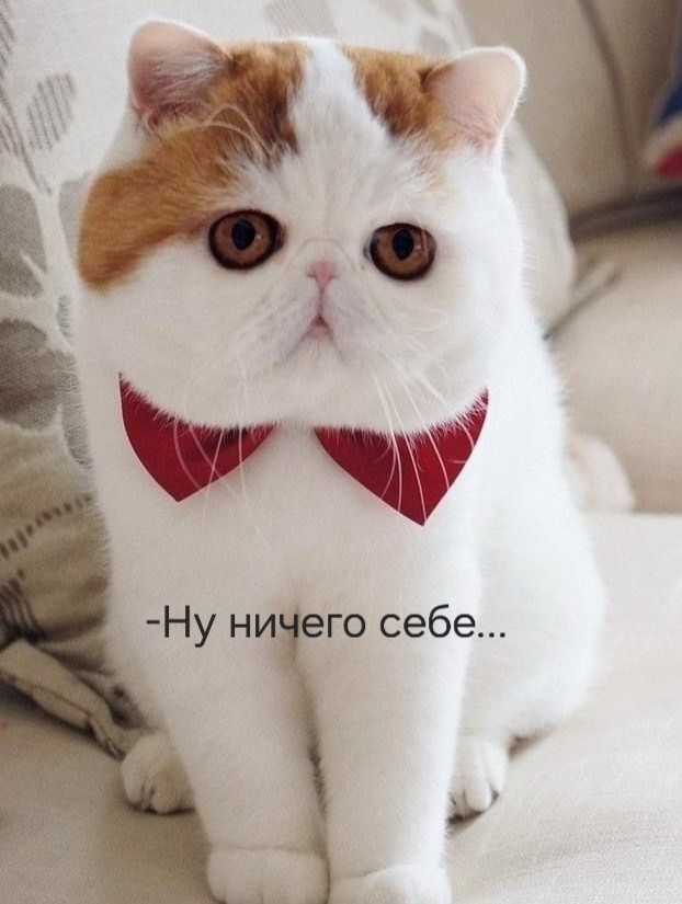 Про котофеек