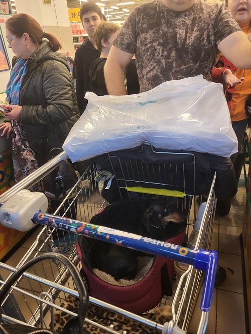 Всем любителям животных. Это норма?
