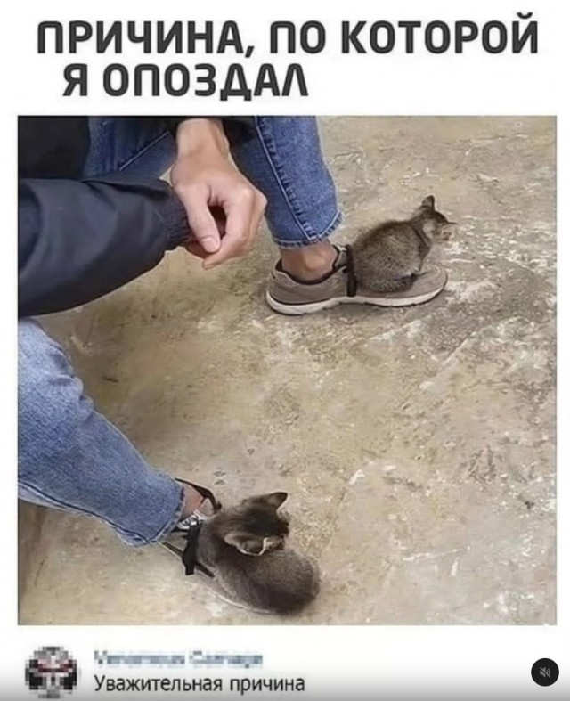 К котовторнику: подборка картинок-баянов с котиками и про котиков. Выпуск 42.