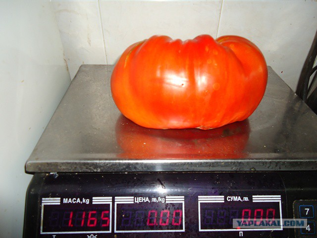 Растительные продукты