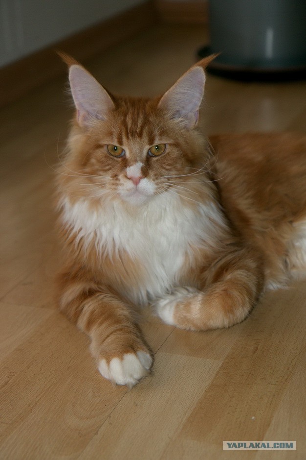 Котовторник 17.06.2014
