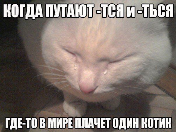 Котейка