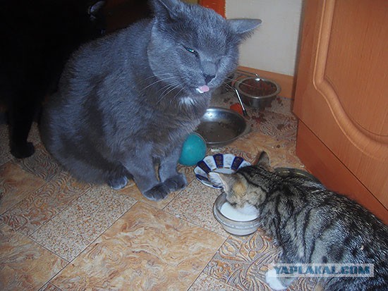 Котовторник 24.06.2014
