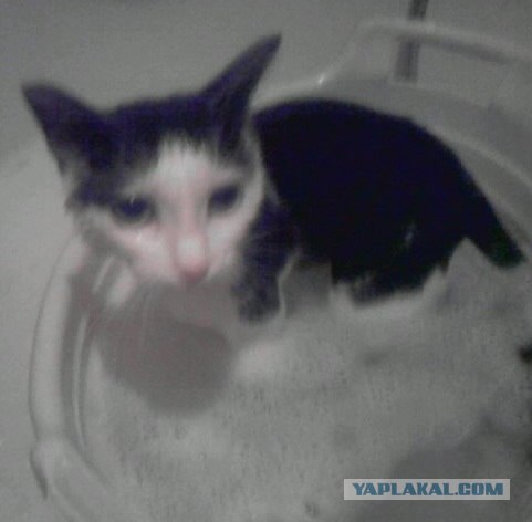 Инструкция: как правильно купать кота