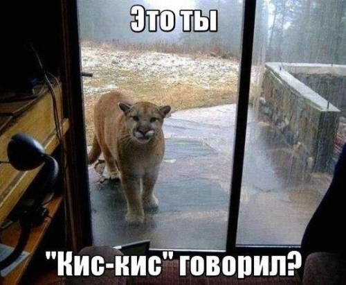 Котовторник