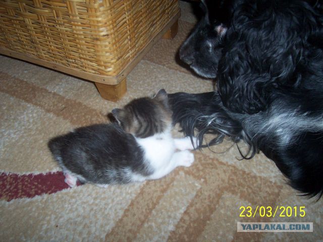 Собакочетверг же, ау!