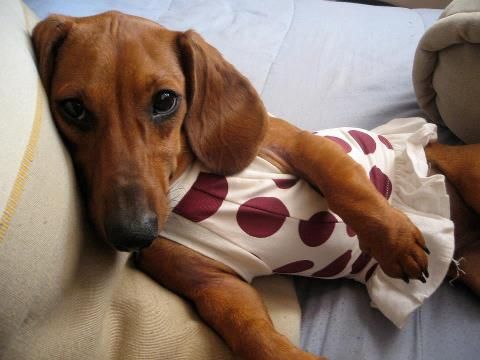 Собакочетверг же, ау!