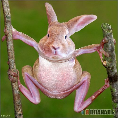 Фотожабные звери и насекомые