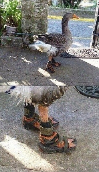 Мохнатые беспредельщики