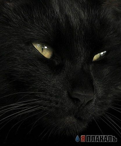 Коты, кошки, котята