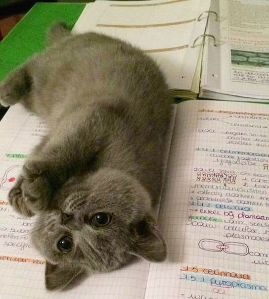 Мохнатые беспредельщики