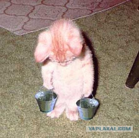 Котенок нападает на ротвейлера.