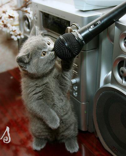 Коты, кошки, котята