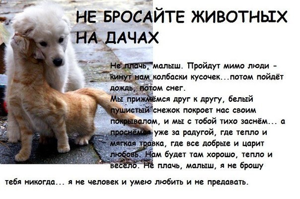 А вы забрали своих питомцев с дачи?