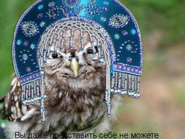 Яповцы, оновогоживайтесь!