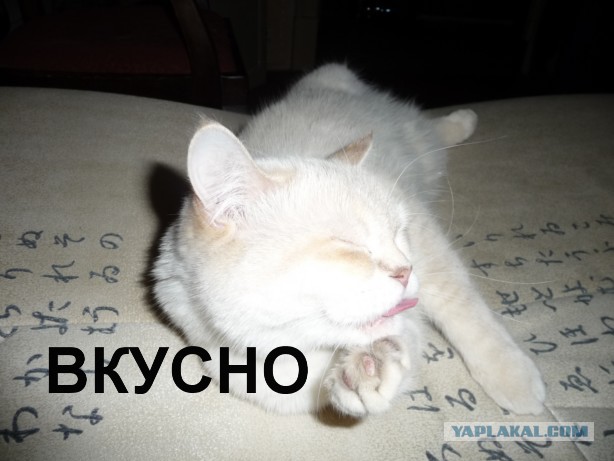 Котлеты вот жарим