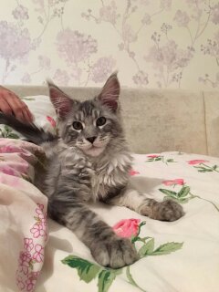 Котовторник 30.05.2017