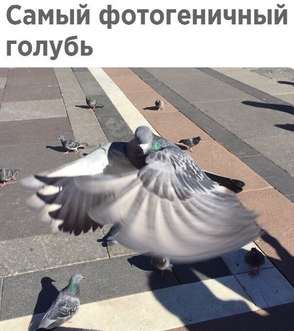 Живность из сети