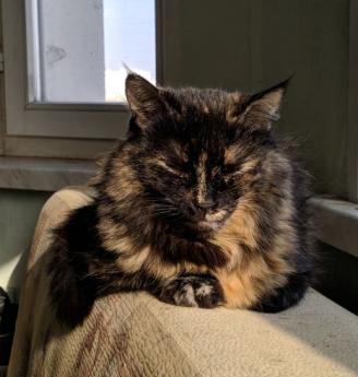 Котовторник 13.03.2018