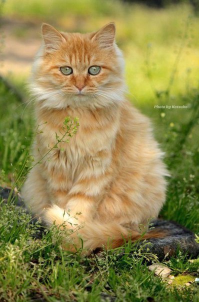 Кот без прикрас