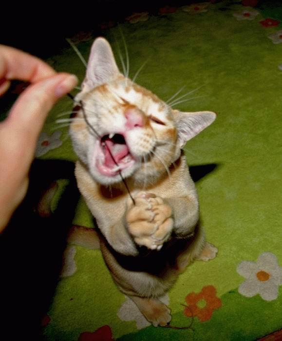 Котовторник на ЯПлакалъ (10.06.08), прикольные коты, добавляем свои!