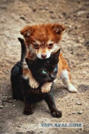 It's Catursday Fever! (Котовторник)