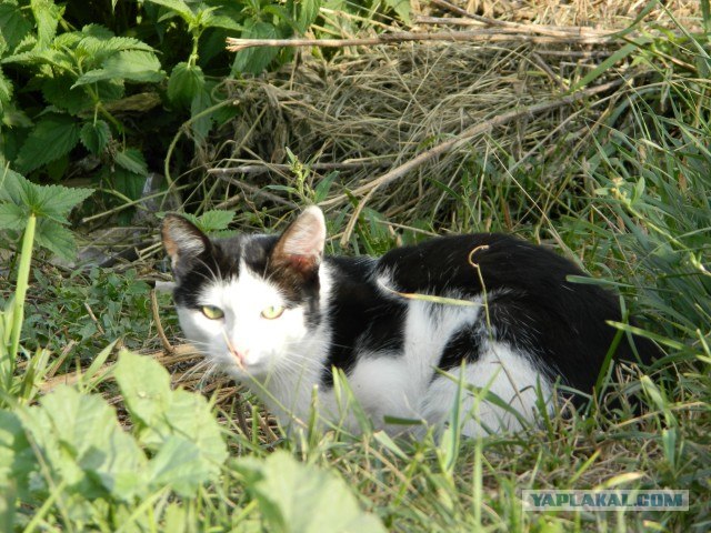 Котовторник 06.09.11