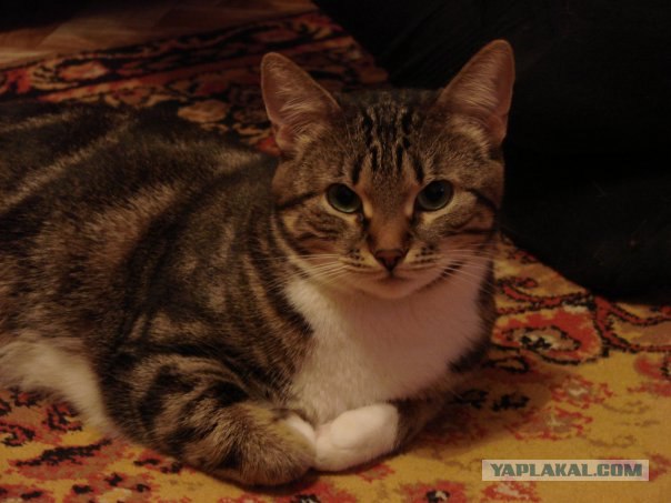 Котовторник! 13.03.2012