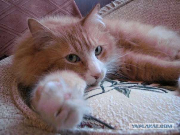 Котовторник 20.03.2012