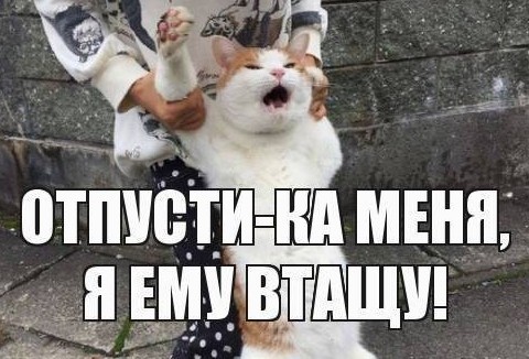 Что рассказывает виновница наезда на кота Шурика в Симферополе