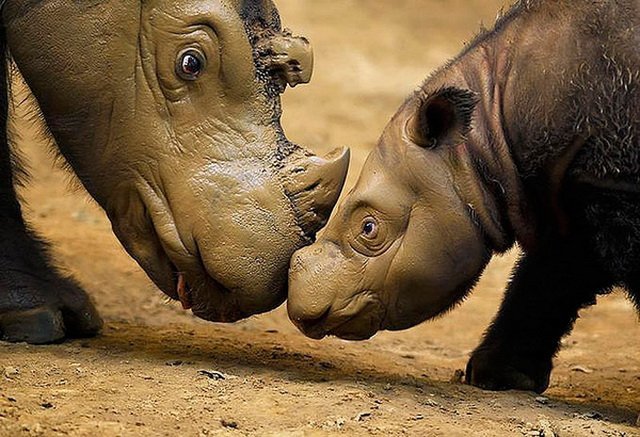 Живность из сети