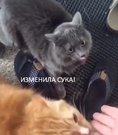 Коты узнали, что хозяйка гладит кого то на стороне