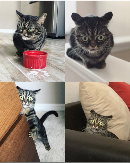 Кот с самым недовольным лицом