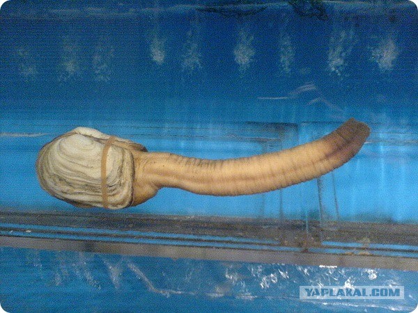Китайская таможня пресекла контрабанду “охлажденных пенисов” из Нигерии
