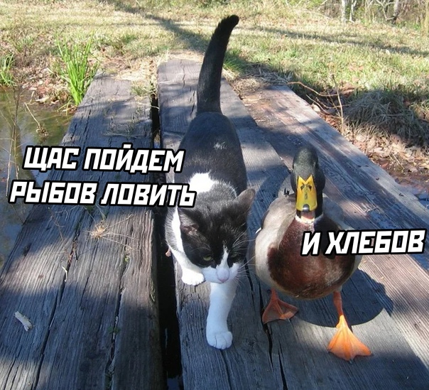 Баянисто-небаянистый юмор 6.12.21