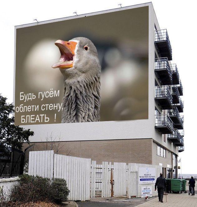 Дом, в который врезаются гуси