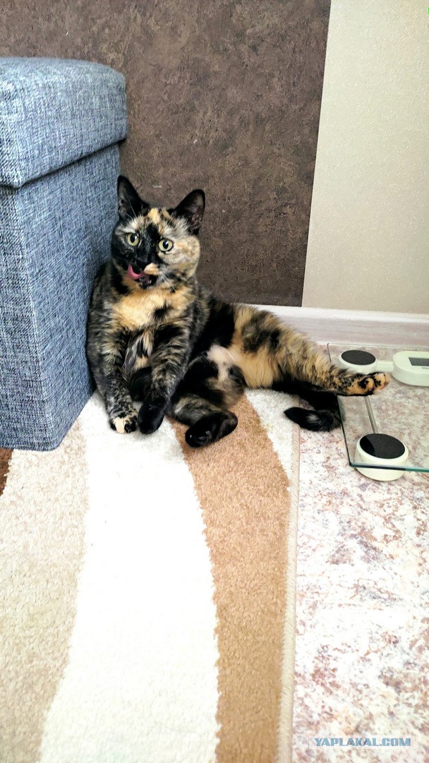 Котовторник 19.07.22