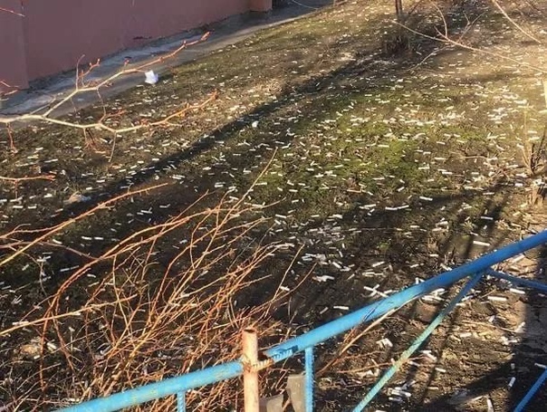 Почему собачники не убирают за своими питомцами?