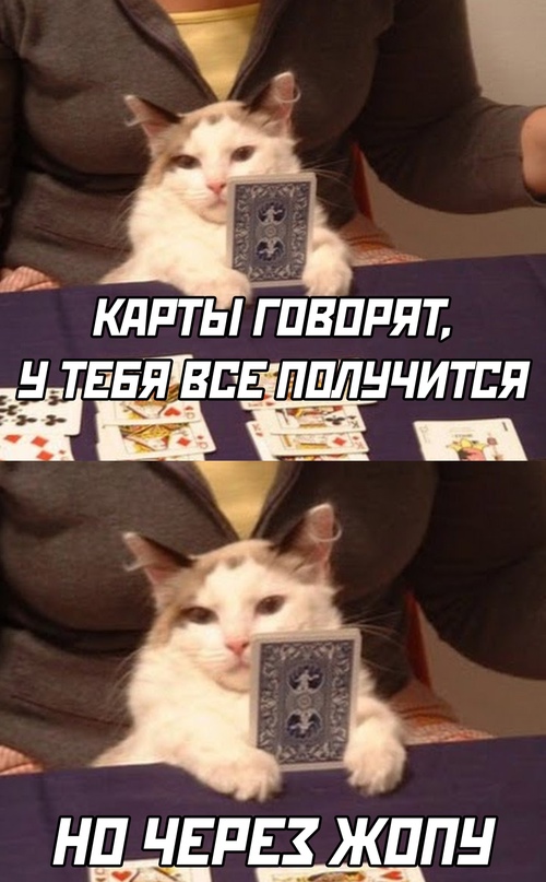 Весёлый полтишок 04.11.22