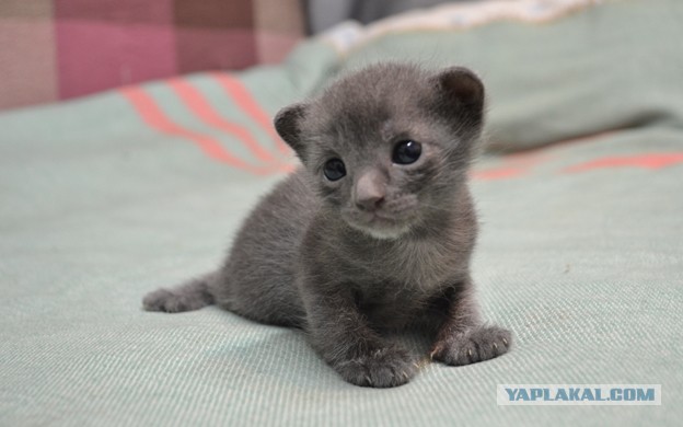 Котовторник 09.04.2013