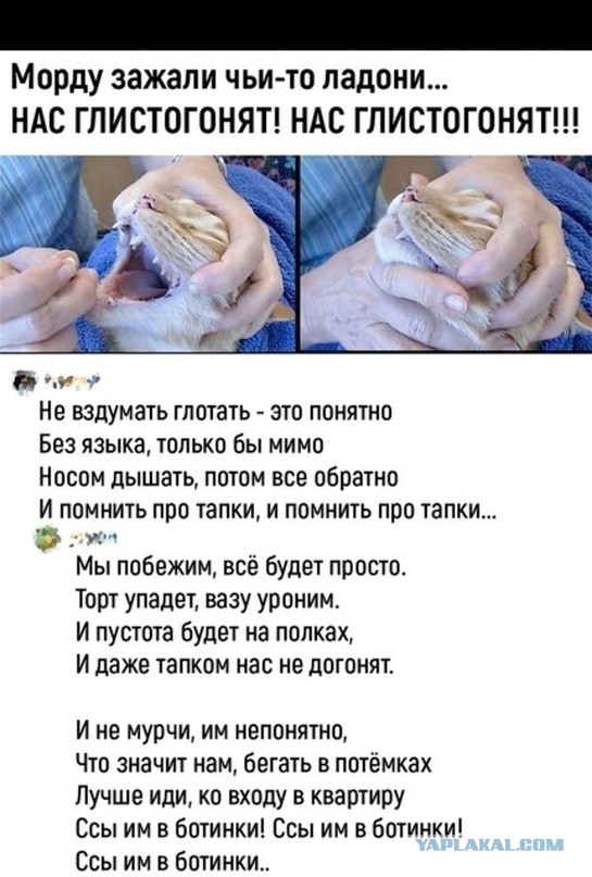 Кормим кота правильно
