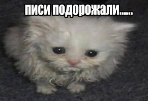 Проститутки в России пообещали не повышать цены на услуги из-за роста курса доллара