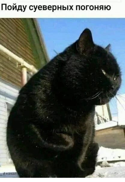 Котэ, совэ и все-все-все