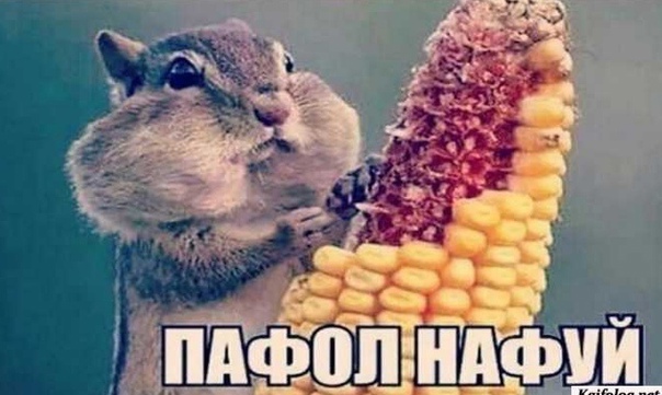 Хватит жрать орехи?