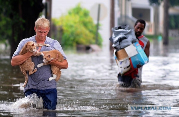 Не бросил котейку во время наводнения