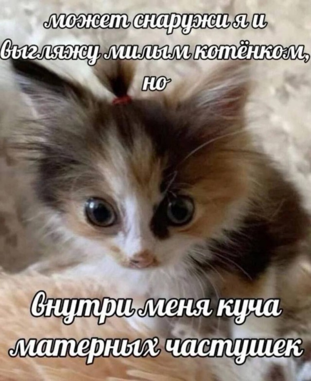 Подборка картинок-баянов с котиками и про котиков. Выпуск 21