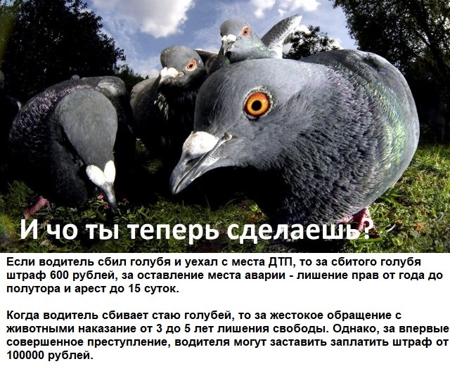 Голубь не так прост, как это нам кажется